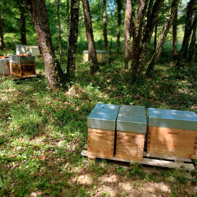 Bee in Lot