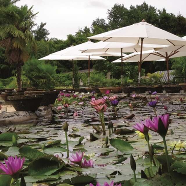 Café Marliacea - Latour-Marliac