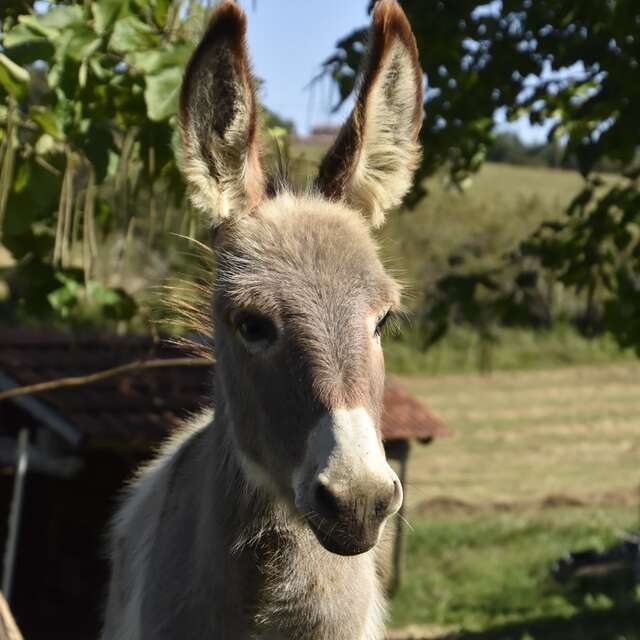 Association Bulle d’âne