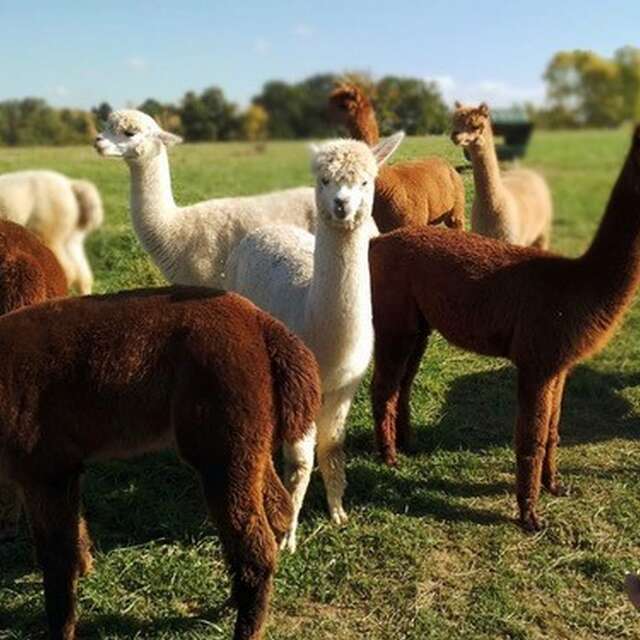 Animalaine : Alpagas de la Vallée du Lot