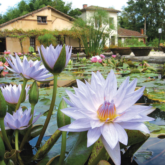 Le Jardin des Nénuphars & la pépinière historique Latour-Marliac