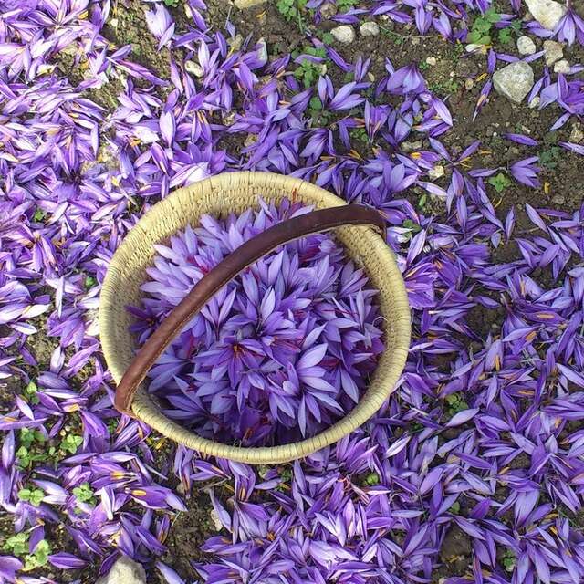 La Safranière du Mazet