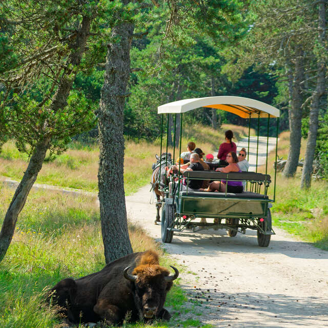 RESERVE DES BISONS D'EUROPE