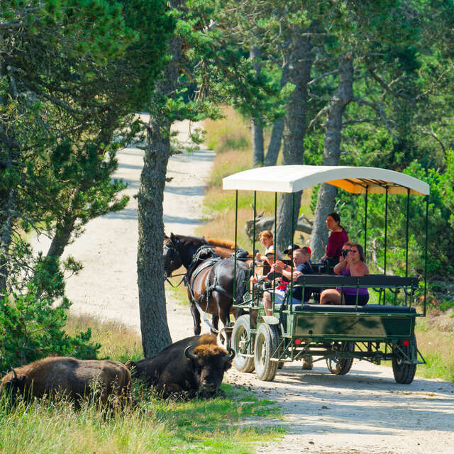 RESERVE DES BISONS D'EUROPE