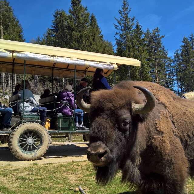 RESERVE DES BISONS D'EUROPE