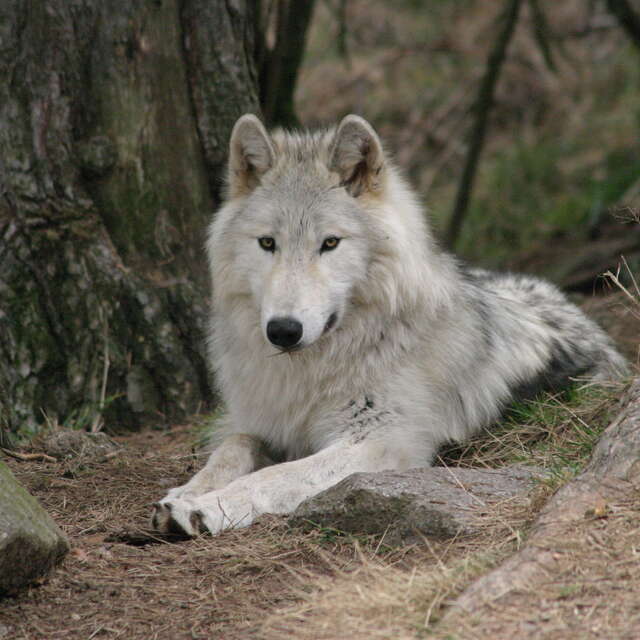 PARC DES LOUPS DU GEVAUDAN