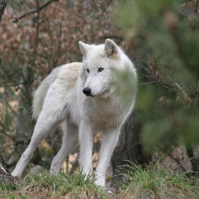 PARC DES LOUPS DU GEVAUDAN