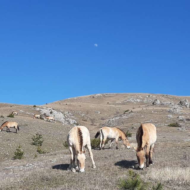 ASSOCIATION TAKH - CHEVAUX DE PRZEWALSKI
