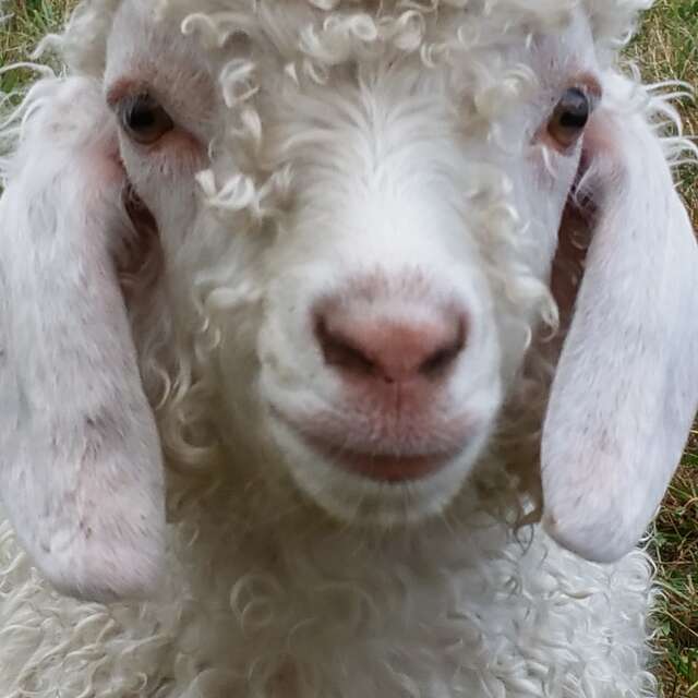 Mohair du Boucan