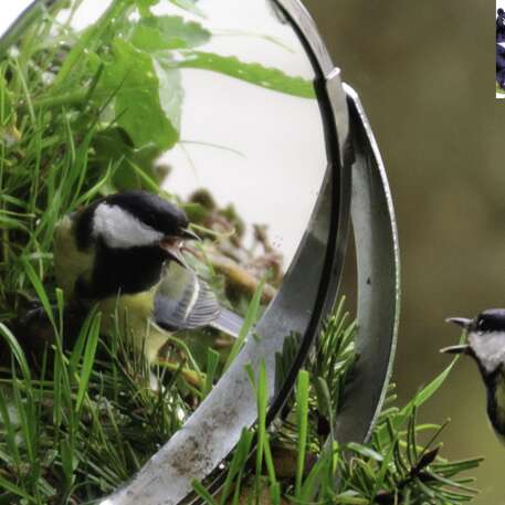 ATELIER DÉCOUVERTE DES OISEAUX