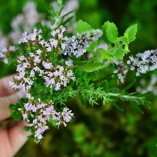 Troc'plantes et concert de La Bandamios belmontaise
