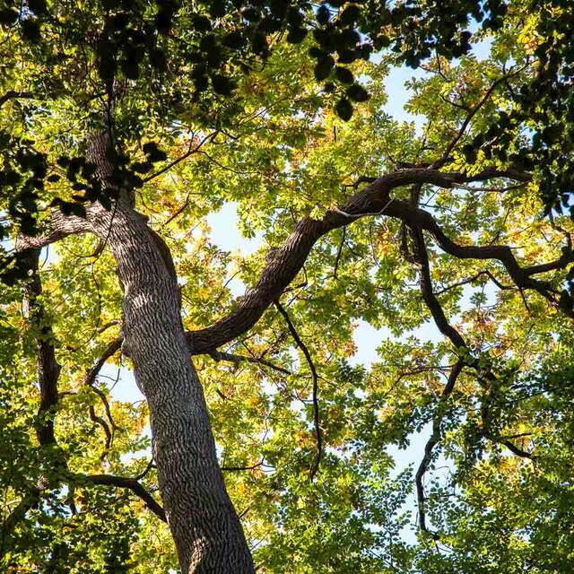 Forêt domaniale de Bercé