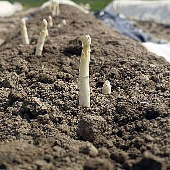 PRODUCTION D'ASPERGES