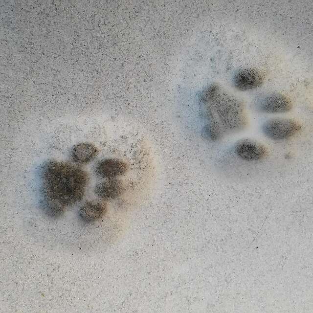 Les petites traces