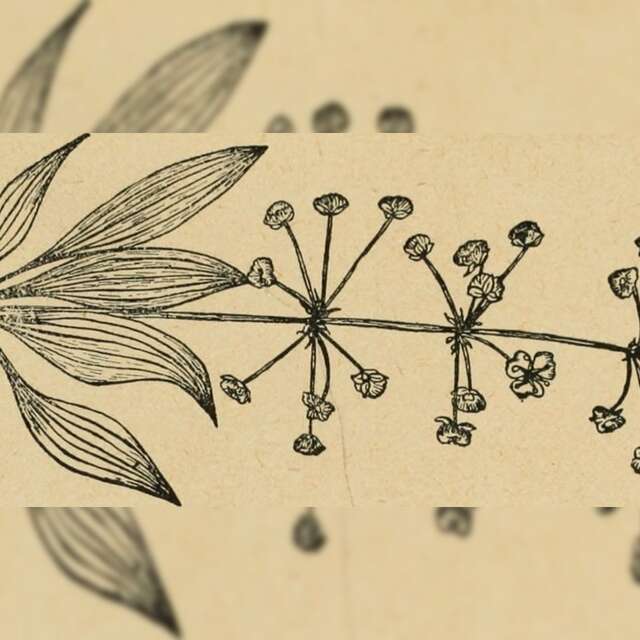 Atelier Herbier dessiné