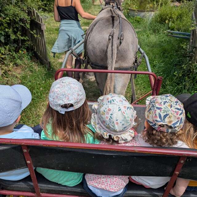 Bal'ane : découverte des plantes en carriole tirée par l'âne