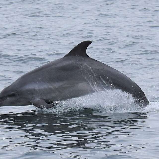 Expérience de Destination : J’observe la faune marine dans les archipels de Chausey et des Minquiers