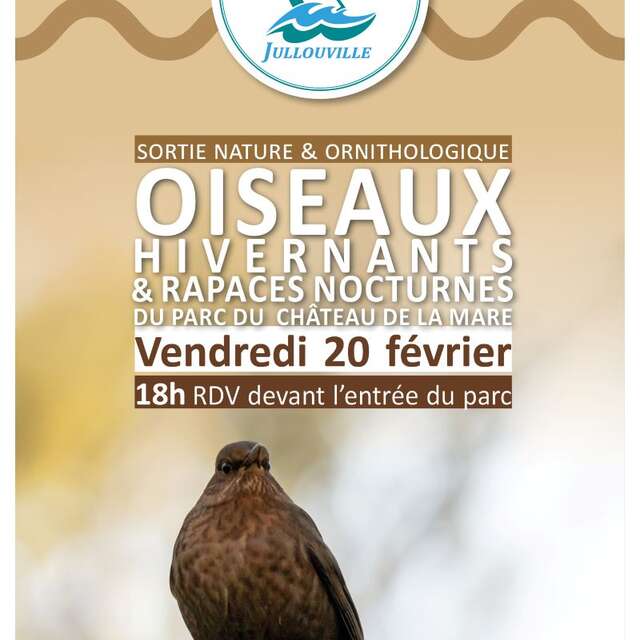 Sortie nature : oiseaux hivernants