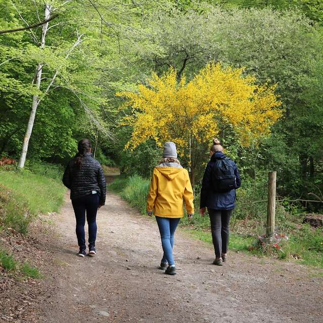 Sophro'balade évasion au coeur de la forêt