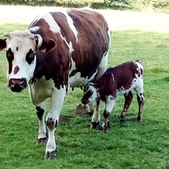 Porte ouverte de la ferme laitiere et cidricole