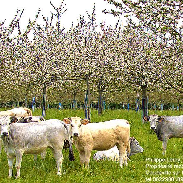 Ferme cidricole Domaine M. Le Girard