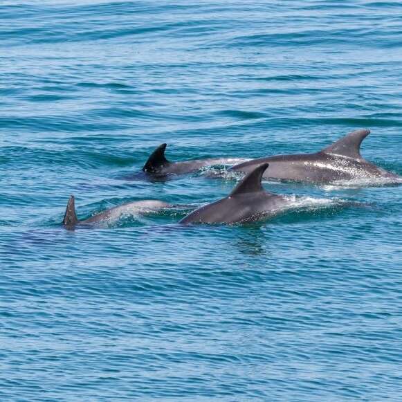 Dauphins et faune marine