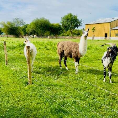 La Mini Ferme du Taillais