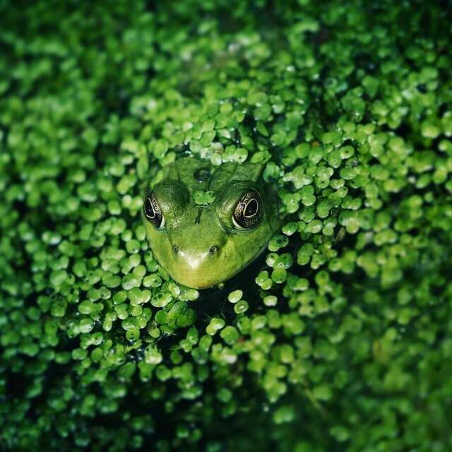 Exposition sur les zones humides et la biodiversité