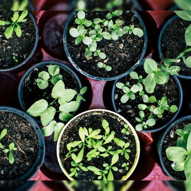 Bourse aux plantes
