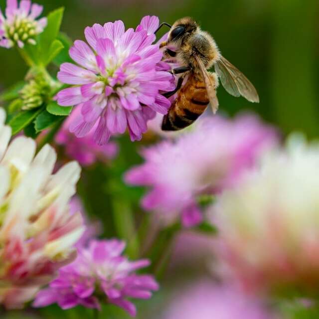 Balade à la découverte des plantes médicinales