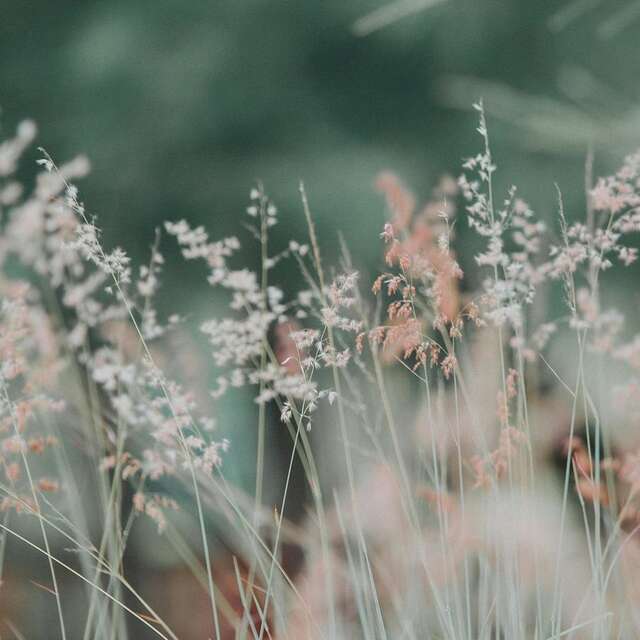 Balade plantes sauvages et atelier dessin herbier