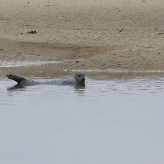 BIRDING MONT-SAINT-MICHEL