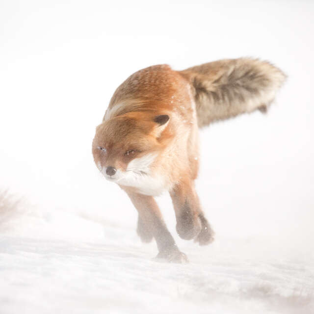 Exposition : Regards & Lectures – La nature s’invite à Noël
