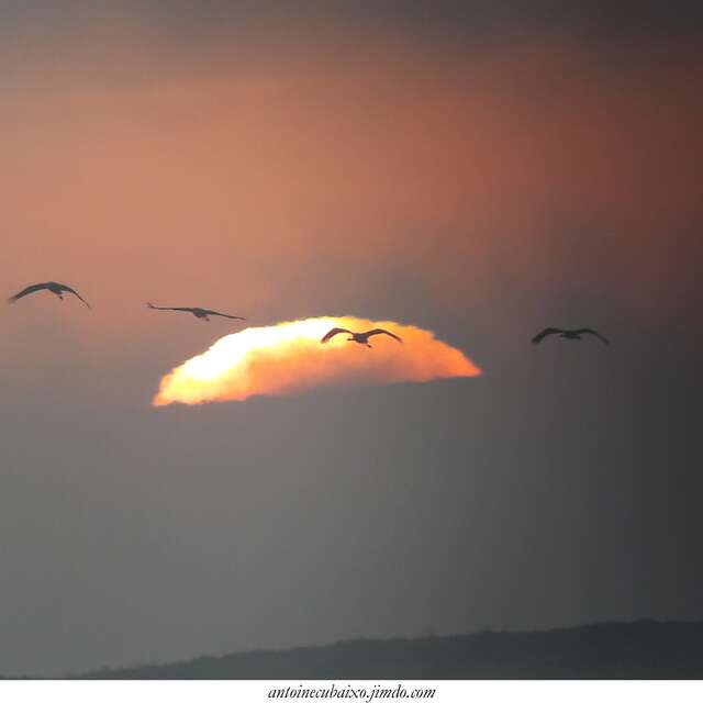 Oiseaux du monde