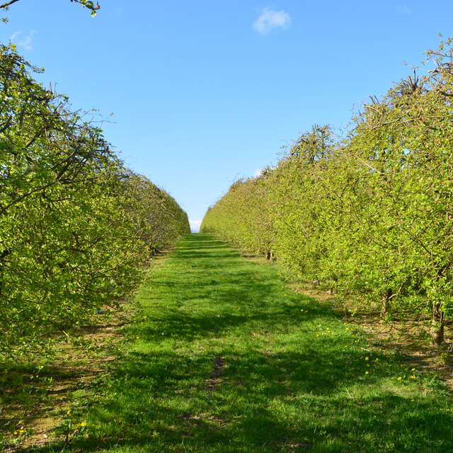 PRODUITS CIDRICOLES - LES VERGERS DE LA ROUERIE
