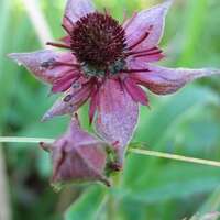 LA TOURBIERE DES BIZEULS