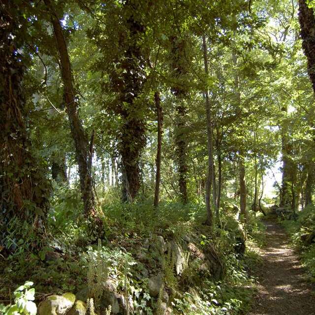 Forêt de Coët er Lann