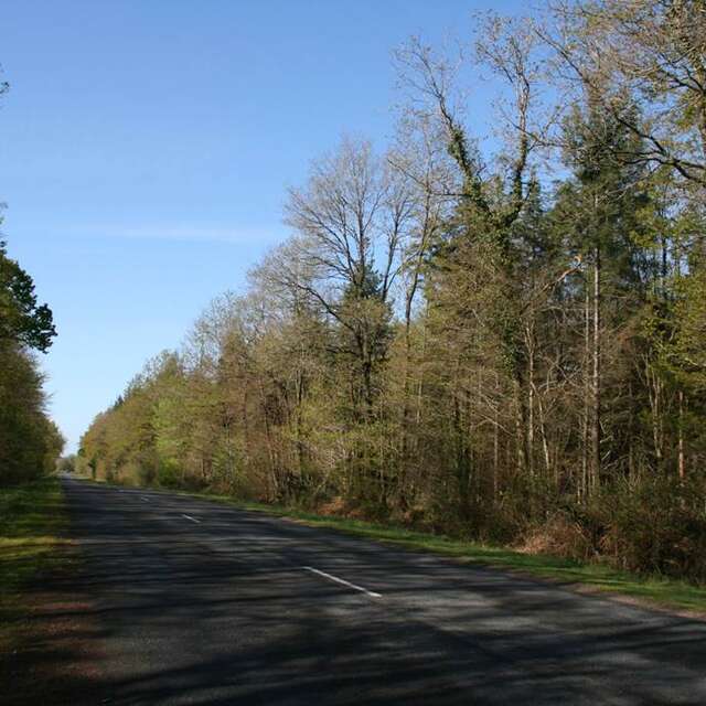Forêt Domaniale de Coeby