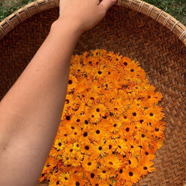 Lucette & camomilles