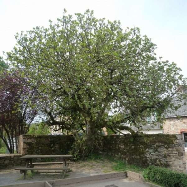 Le figuier de Saint-Marcel