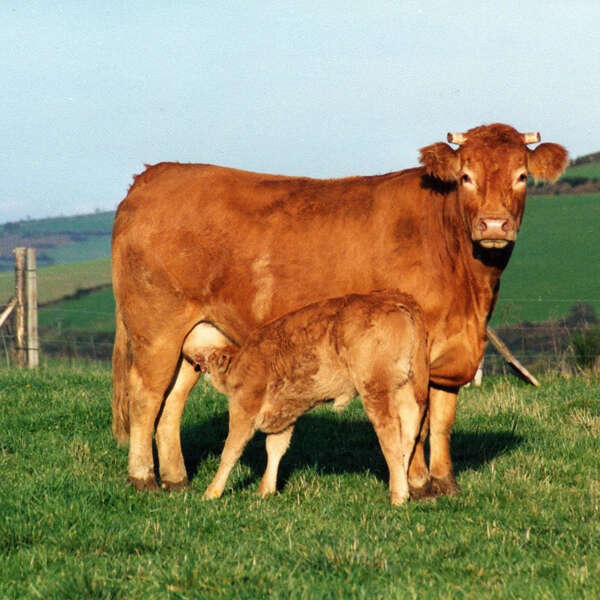 SCEA de la Corgerais