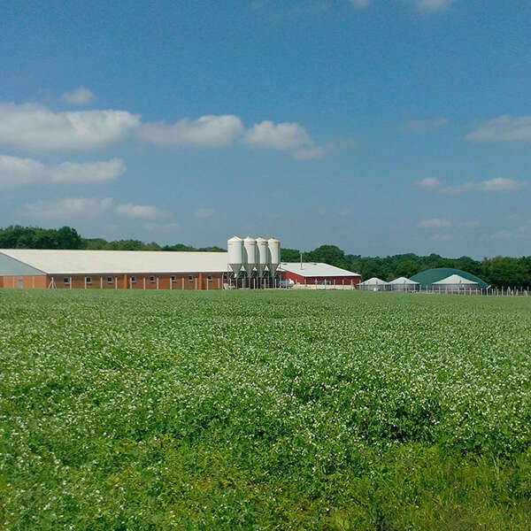 Le Cochon de la Sensie - SCEA Texier