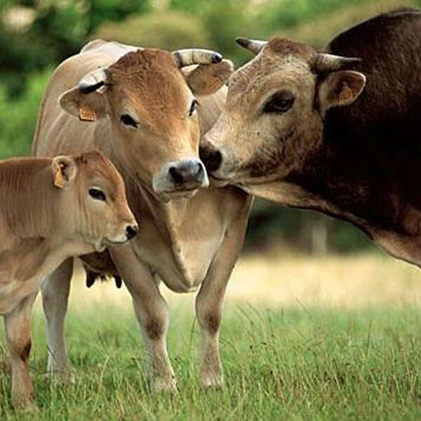 Les Pâturages de la Claie