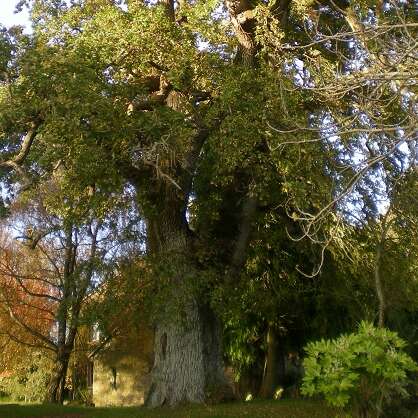 Le Chêne du presbytère (400 ans)