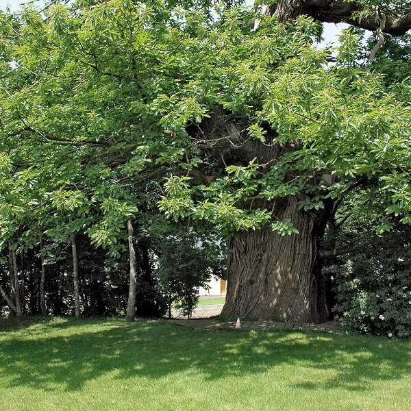 Le châtaignier du Pas aux Biches