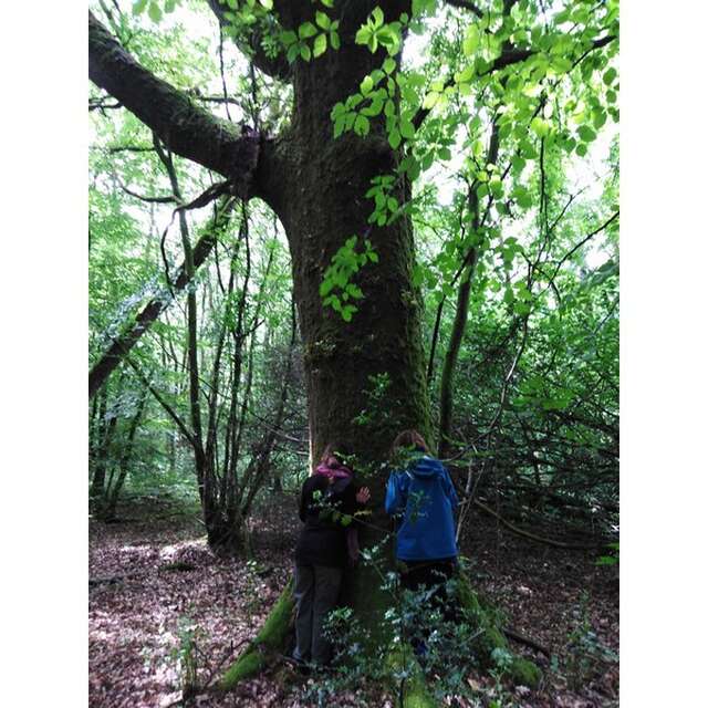 Sylvothérapie - Association Aleph