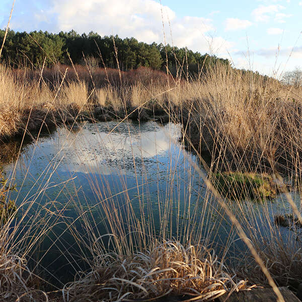 Tourbière de Sérent