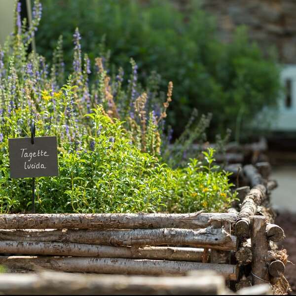 Le jardin médiéval et sa roseraie