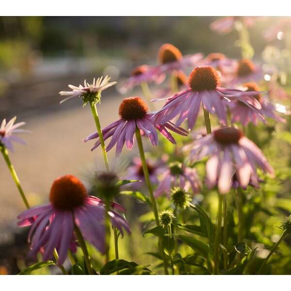 Jardin Botanique Yves Rocher