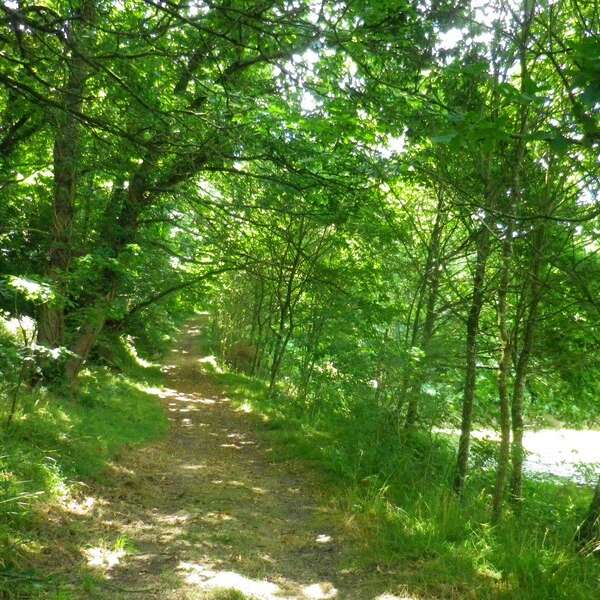 La forêt de Floranges